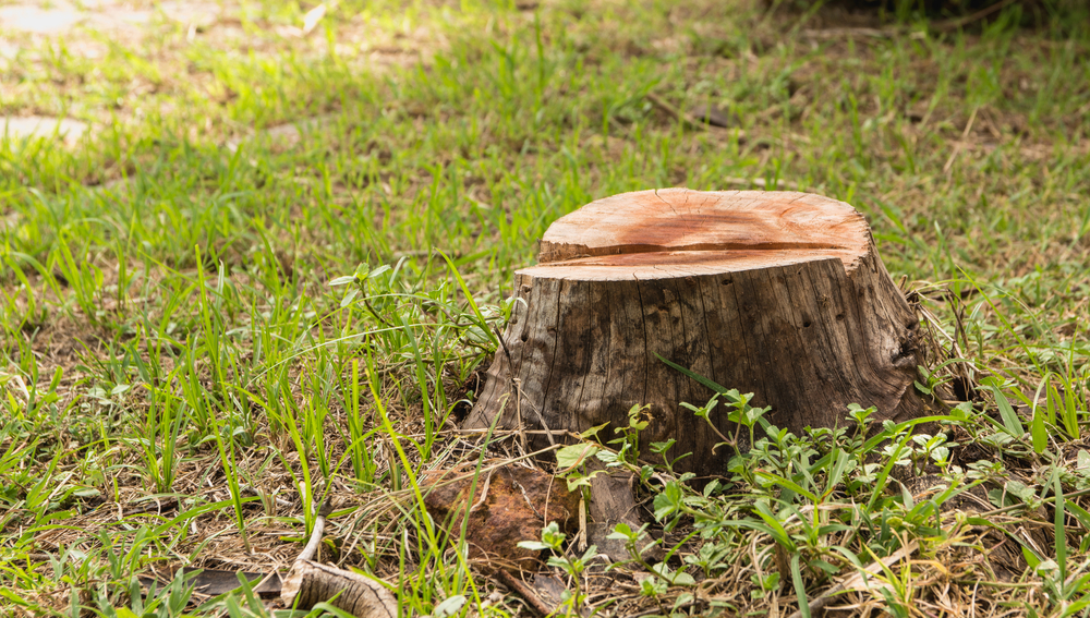 庭木の切り株を除去する6つの方法を解説 家工房マガジン